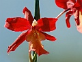 Orchidea Cambria.jpg